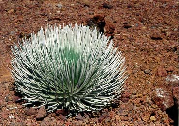 Desert Plant